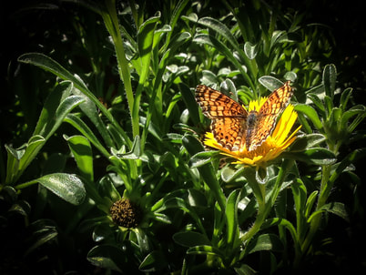 Butterfly During Daytime